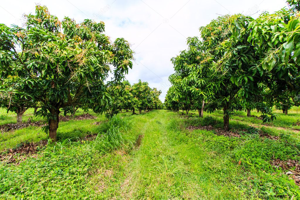 Mango orchards