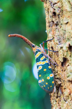 lanternfly, ağaç meyve üzerinde böcek.