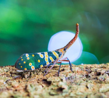 lanternfly, ağaç meyve üzerinde böcek.