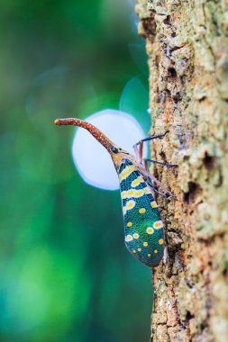 lanternfly, ağaç meyve üzerinde böcek.