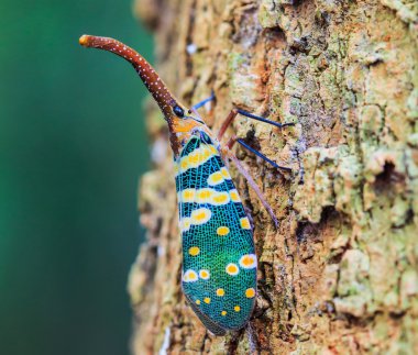 lanternfly, ağaç meyve üzerinde böcek.