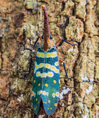 lanternfly, ağaç meyve üzerinde böcek.