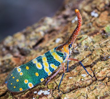 lanternfly, ağaç meyve üzerinde böcek.