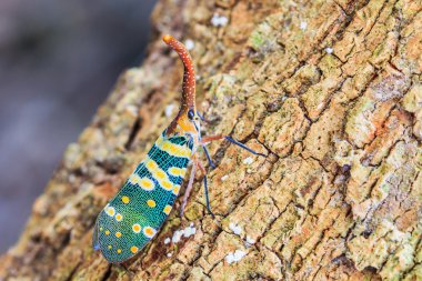 lanternfly, ağaç meyve üzerinde böcek.