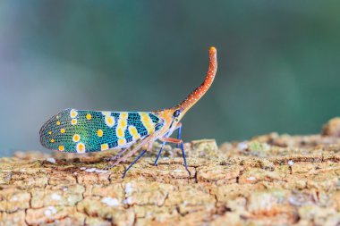 lanternfly, ağaç meyve üzerinde böcek.