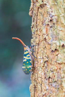 lanternfly, ağaç meyve üzerinde böcek.
