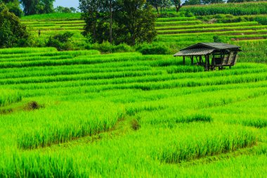 패 디 녹색 일몰 보기