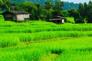 패 디 녹색 일몰 보기