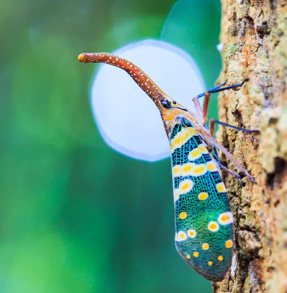 Lanternfly, ağaç meyve üzerinde böcek. — Stok fotoğraf