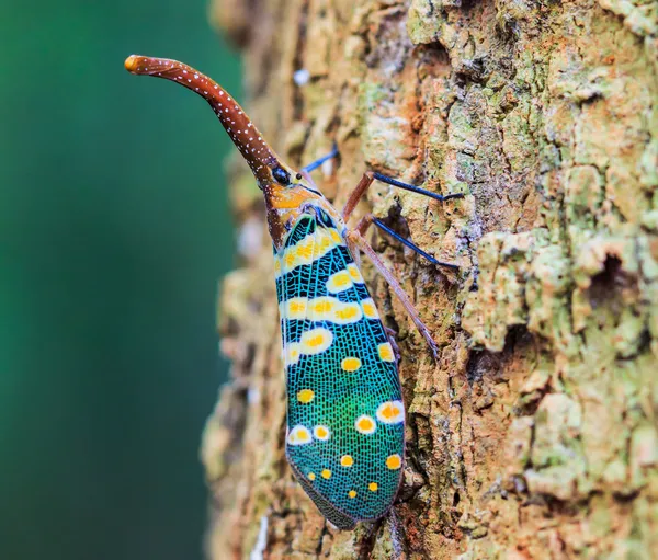 Lanternfly, insect op de boom vruchten. — Stockfoto