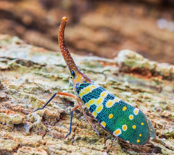 Lanternfly, insect on tree fruits. — Stock Photo, Image