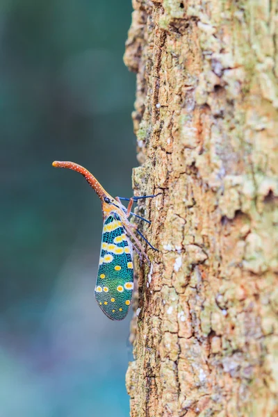 Lanternfly, insekt på trädet frukter. — Stockfoto