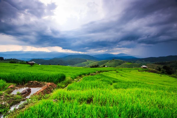 Paddy Green vista sul tramonto — Foto Stock