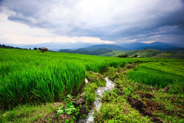 Vue coucher de soleil vert de Paddy — Φωτογραφία Αρχείου