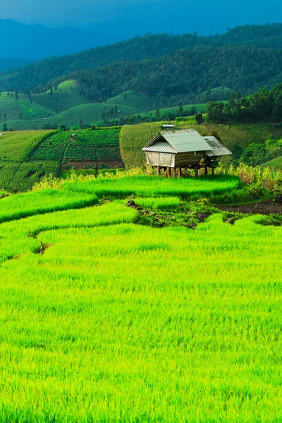 绿色的稻田日落美景 — 图库照片