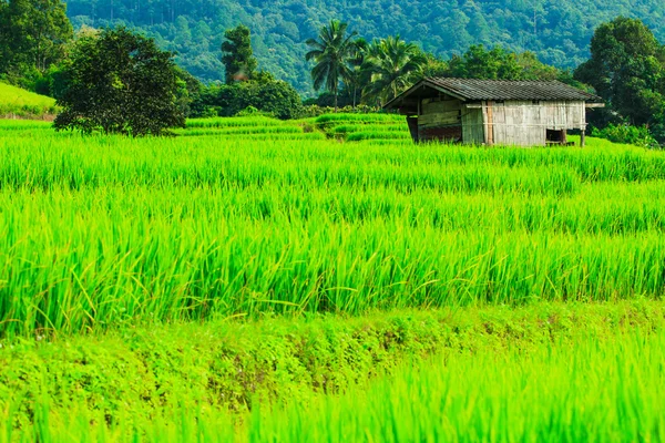 Paddy Green coucher de soleil vue — Photo