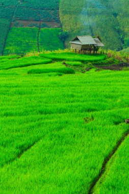 패 디 녹색 일몰 보기