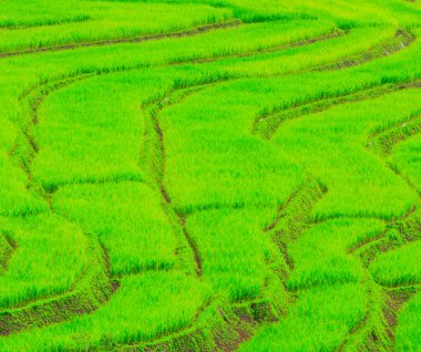 패 디 녹색 일몰 보기