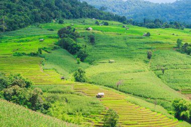 패 디 녹색 일몰 보기