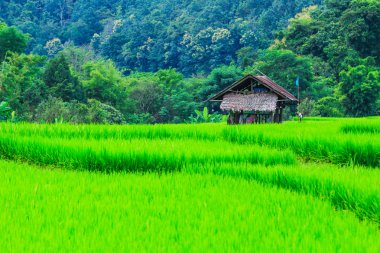 패 디 녹색 일몰 보기