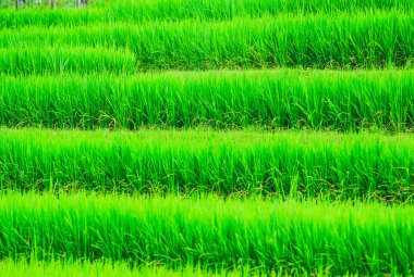 패 디 녹색 일몰 보기