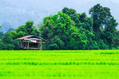 패 디 녹색 일몰 보기