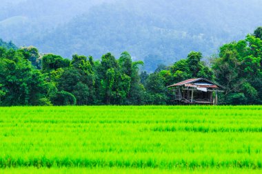 패 디 녹색 일몰 보기