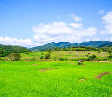 패 디 녹색 일몰 보기