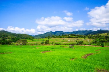 패 디 녹색 일몰 보기