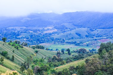 Yeşil mısır tarlası