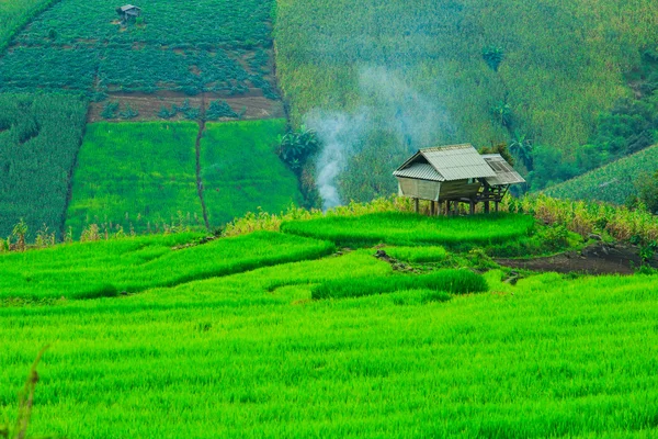 绿色的稻田日落美景 — 图库照片