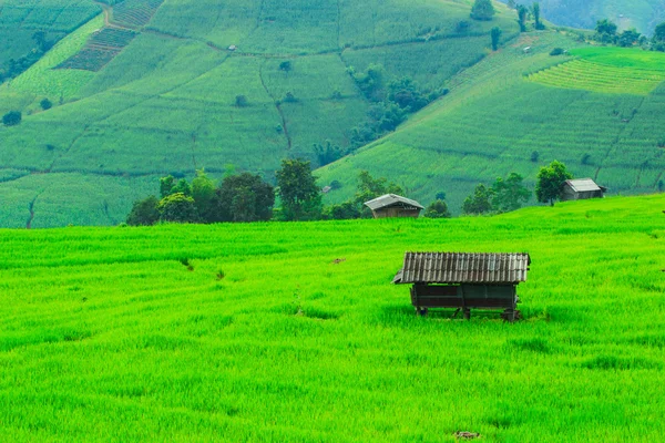 Vista al atardecer de Paddy Green —  Fotos de Stock