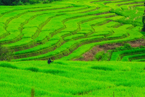 绿色的稻田日落美景 — 图库照片