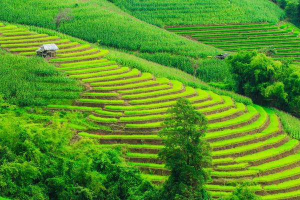 绿色的稻田日落美景 — 图库照片