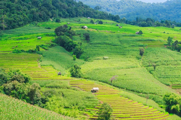 패 디 녹색 일몰 보기
