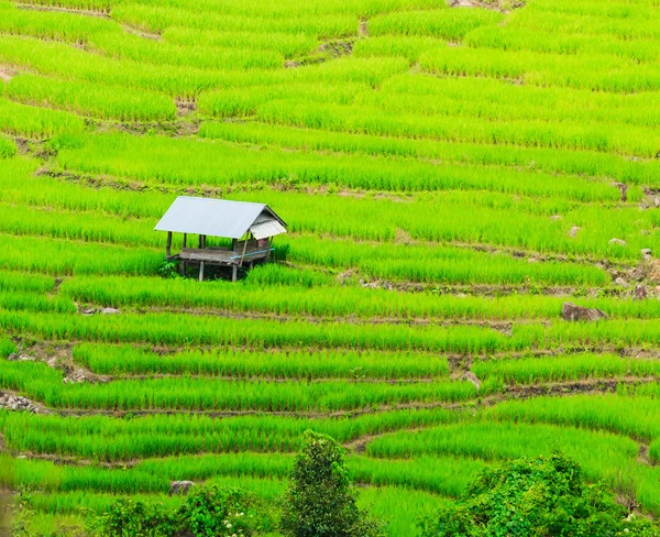 Vista al atardecer de Paddy Green —  Fotos de Stock