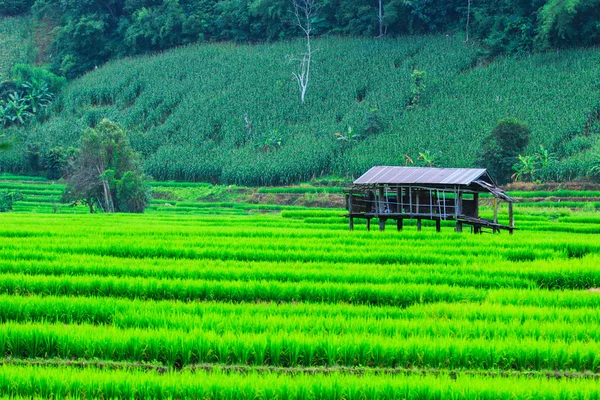 绿色的稻田日落美景 — 图库照片