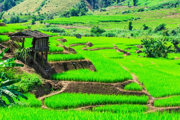 Vista al atardecer de Paddy Green — Foto de Stock