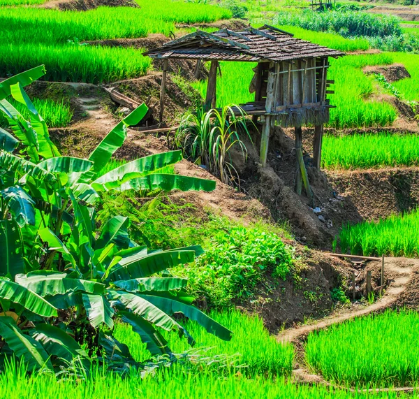 绿色的稻田日落美景 — 图库照片