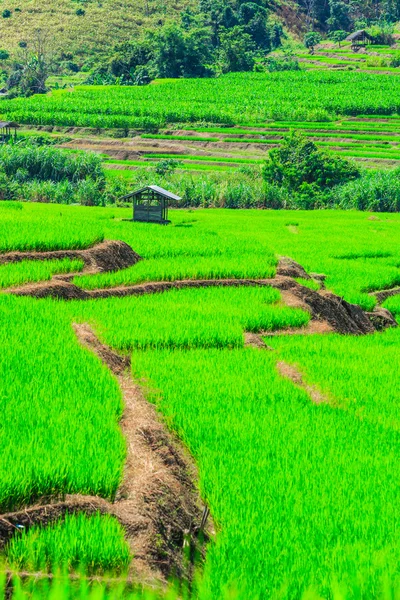 Vista al atardecer de Paddy Green — Foto de Stock