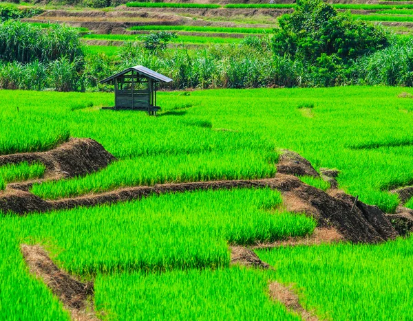 Vista al atardecer de Paddy Green — Foto de Stock