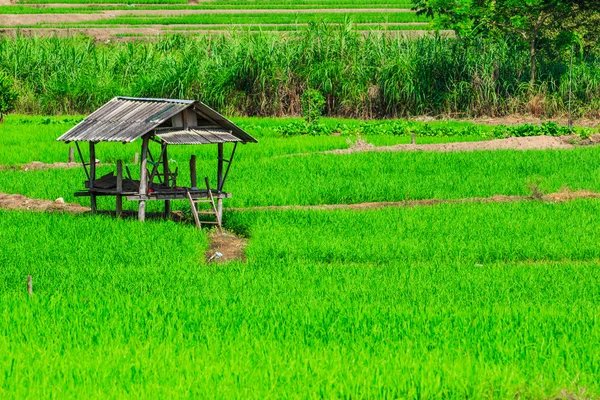 绿色的稻田日落美景 — 图库照片