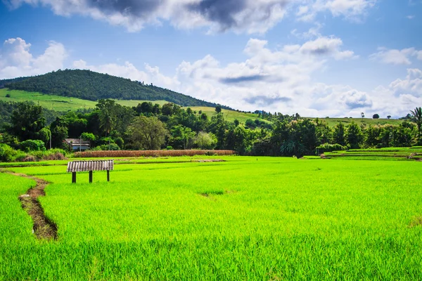绿色的稻田日落美景 — 图库照片