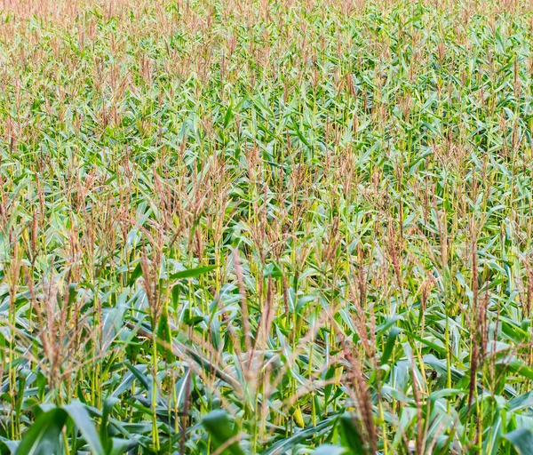 Campos de milho — Fotografia de Stock