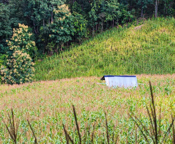 Corn field — Stock Photo, Image