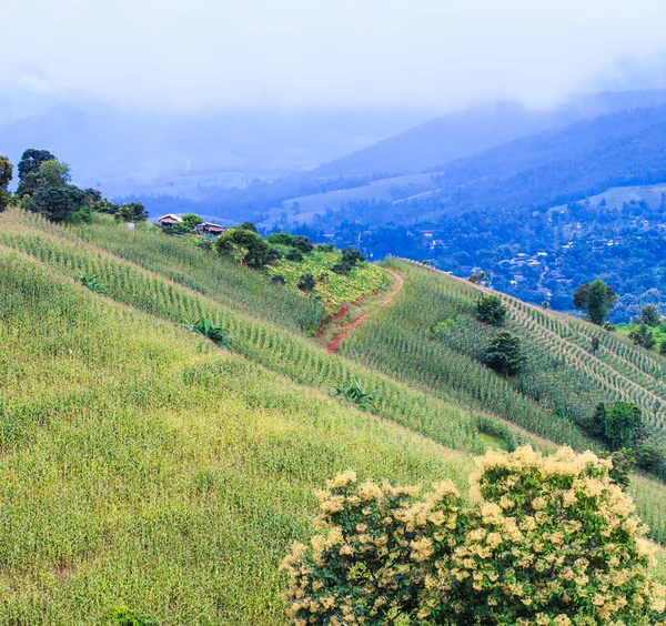 Campo di mais verde — Foto Stock