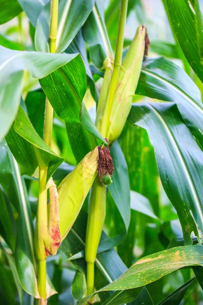 Corn field — Stock Photo, Image