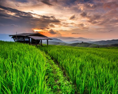 패 디 녹색 일몰 보기