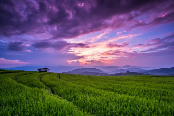 Paddy groene zonsondergang — Stockfoto