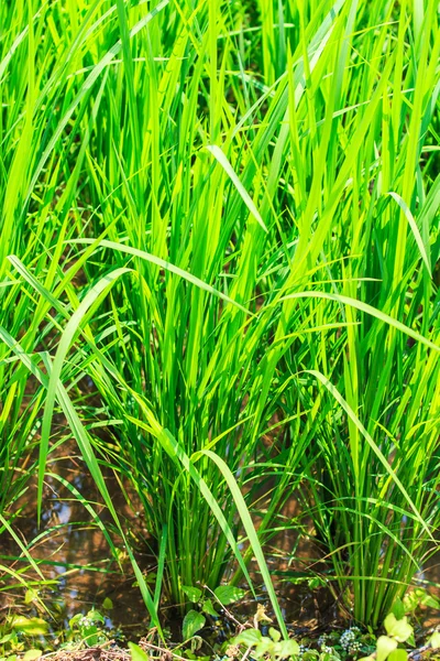 Planta de arroz no campo de arroz — Fotografia de Stock